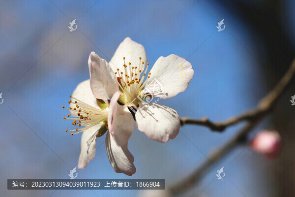 春天桃花開(kāi)