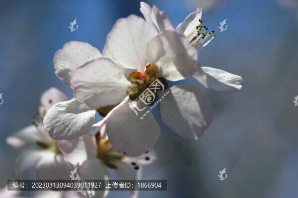 桃花綻放高清圖