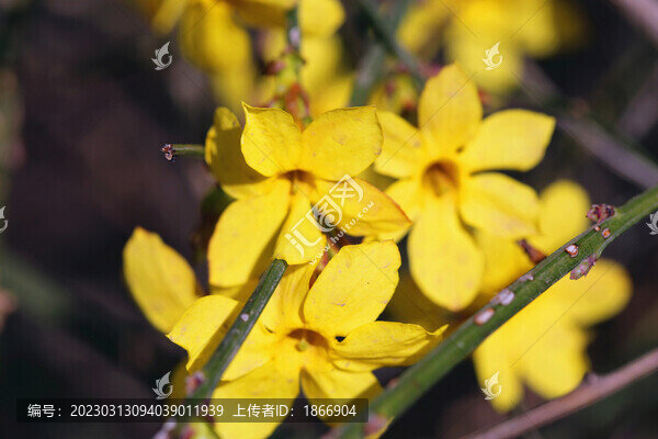高清大圖迎春花