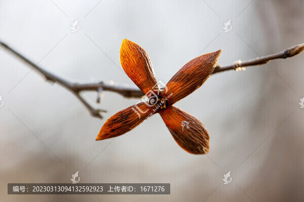 老鴉柿果實