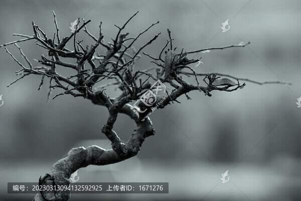 老樹枝