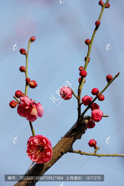 梅花枝