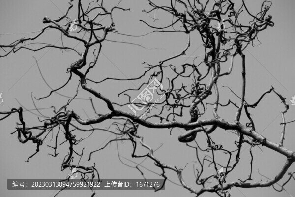 攀枝錯節(jié)