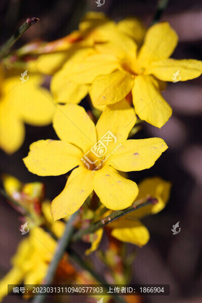 迎春花高清大圖