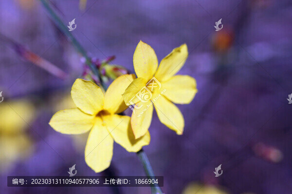 迎春花高清大圖