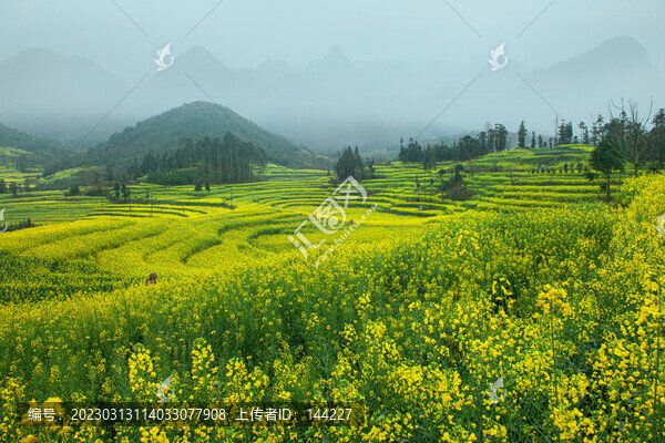 羅平油菜花