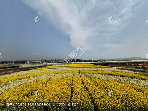 油菜花