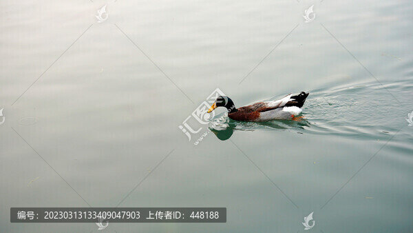 水中的鴨子