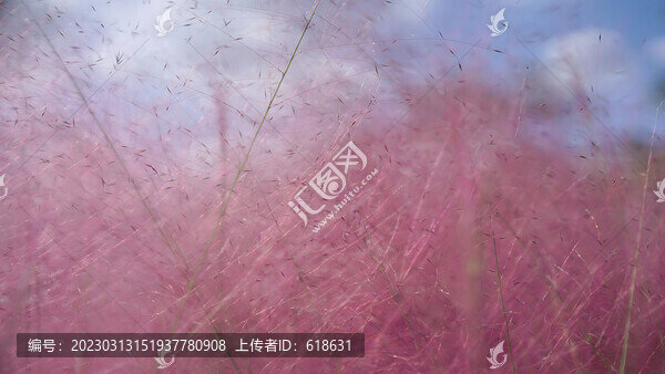 粉黛亂子草