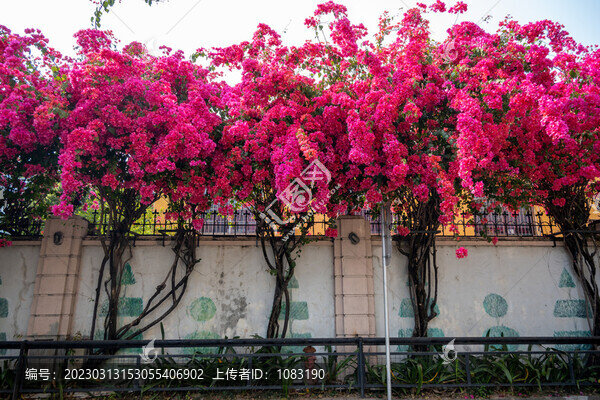 勒杜鵑