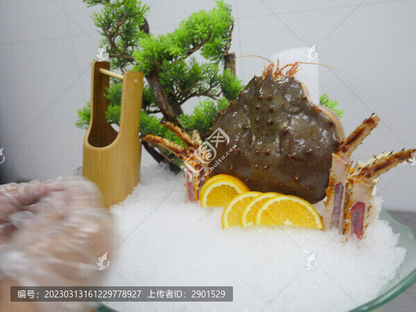 帝王蟹