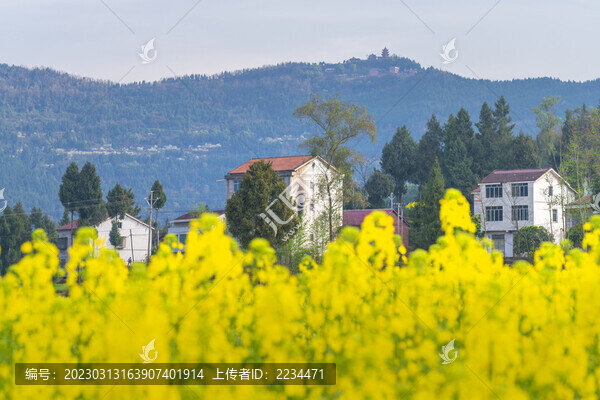 希望的田野