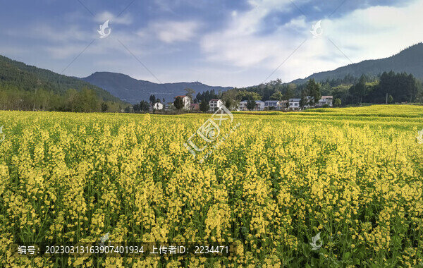 希望的田野