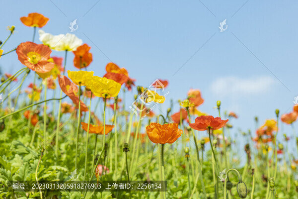 虞美人花
