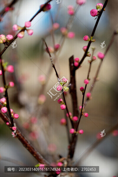 榆葉梅花苞
