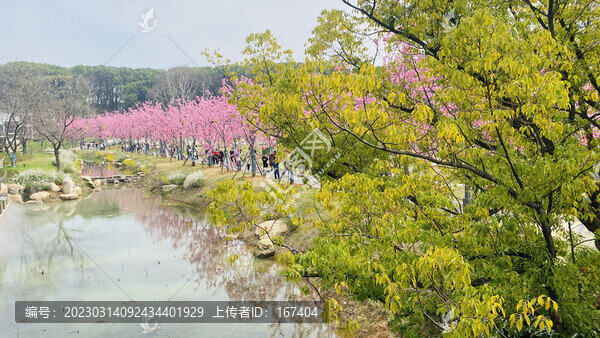 武漢東湖磨山櫻花園