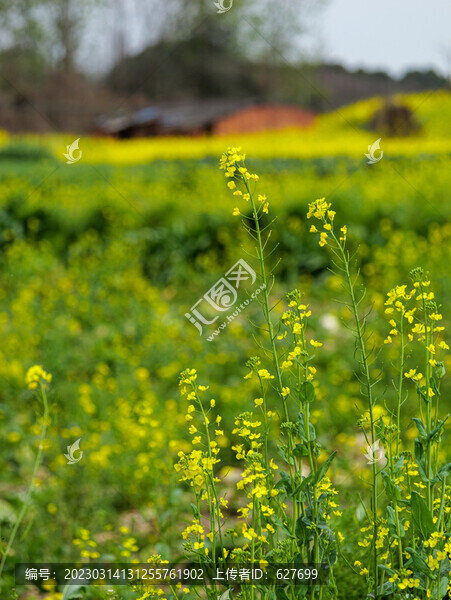 油菜花田