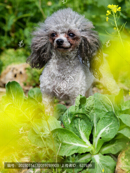 泰迪犬