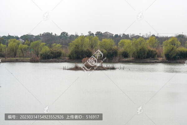 水上垂柳