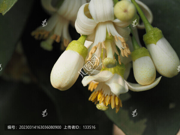 柚花