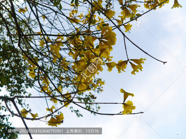 黃花風(fēng)鈴