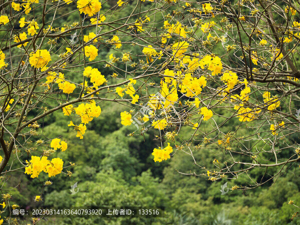 黃花風(fēng)鈴