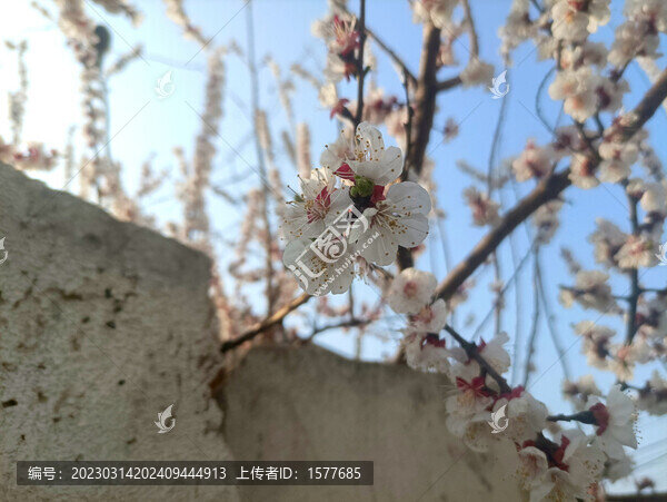杏花