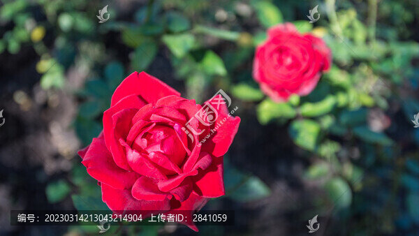 秋季晴天下的玫瑰花近照