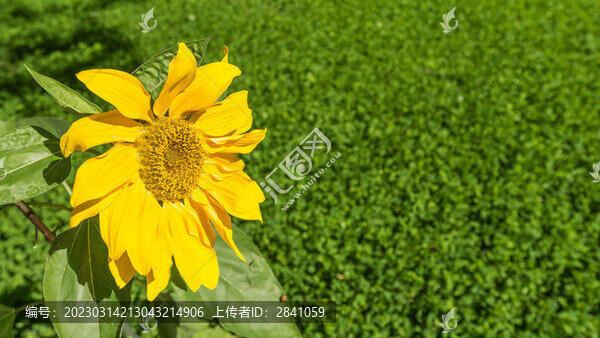秋季晴天下的向日葵近照