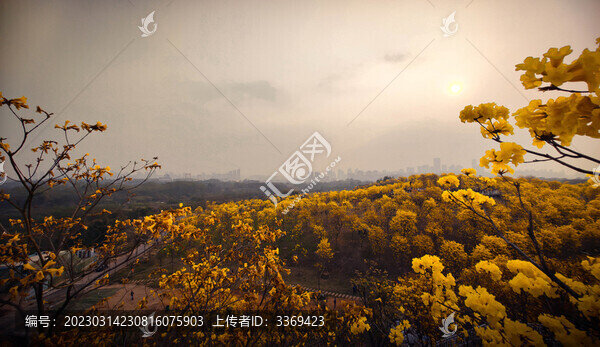黃花風(fēng)鈴木