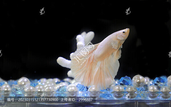 白半月斗魚