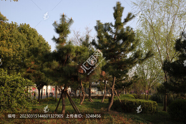 松樹(shù)