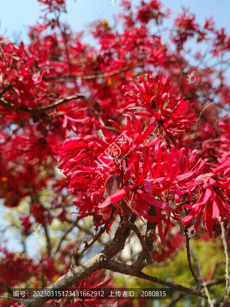 紅花檵木