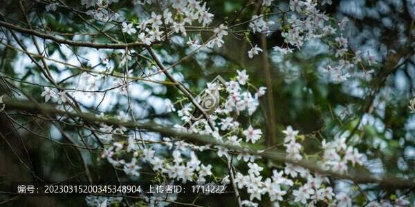 小鳥與鮮花