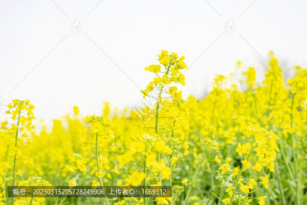 春天盛開的油菜花