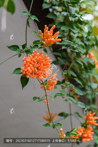 紅色爆杖花