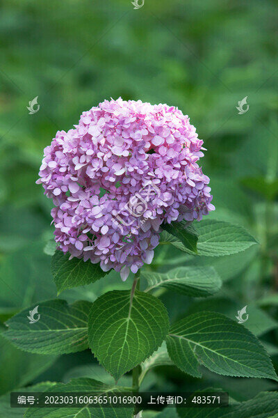 繡球花