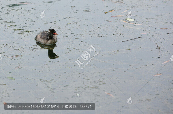 水鳥(niǎo)
