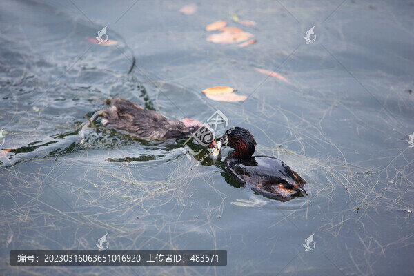 水鳥