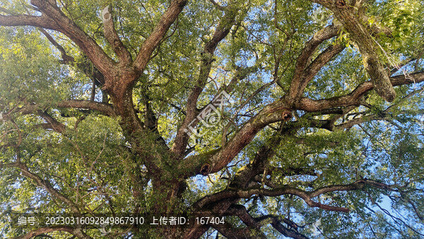 婺源大障山千年古樟樹