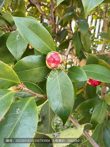 茶樹開花3