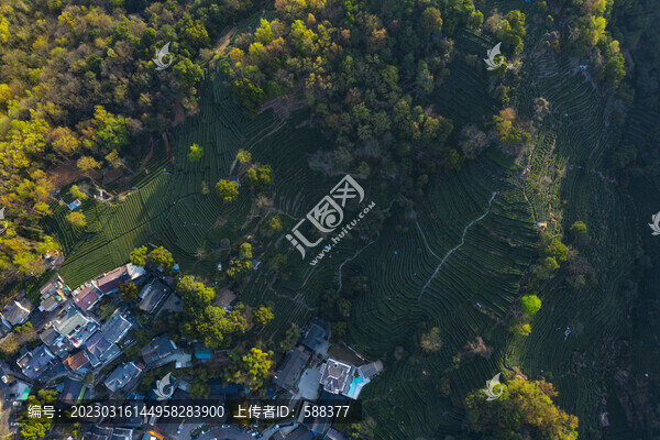 杭州西湖龍井產(chǎn)地翁家山茶園