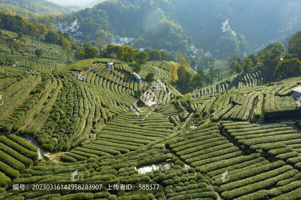 杭州西湖龍井產(chǎn)地翁家山茶園