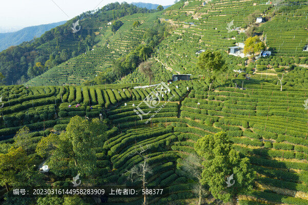 杭州西湖龍井產(chǎn)地翁家山茶園