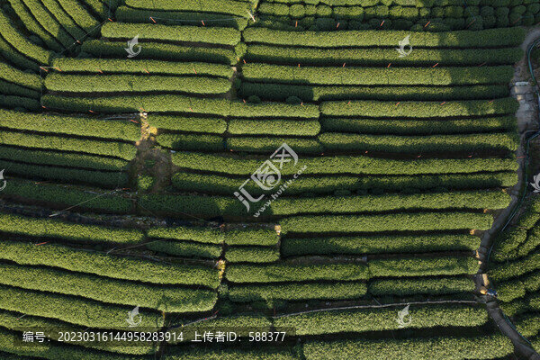 杭州西湖龍井產(chǎn)地翁家山茶園