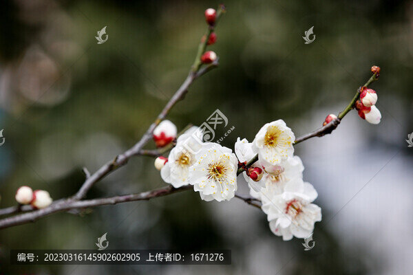 一枝梅