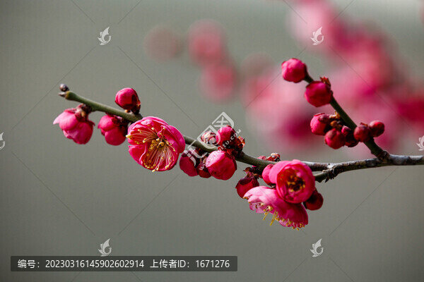 一枝梅