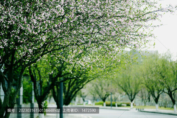 城鄉(xiāng)花掩春意濃