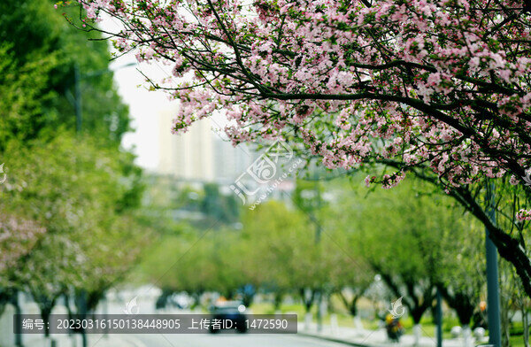 城鄉(xiāng)花掩春意濃