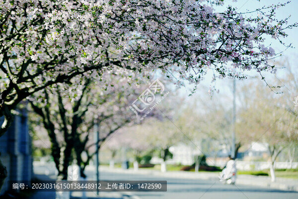 城鄉(xiāng)花掩春意濃